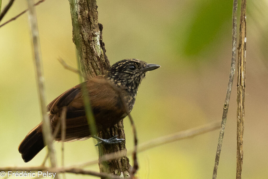 Black Antshrike female