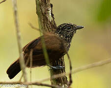 Black Antshrike