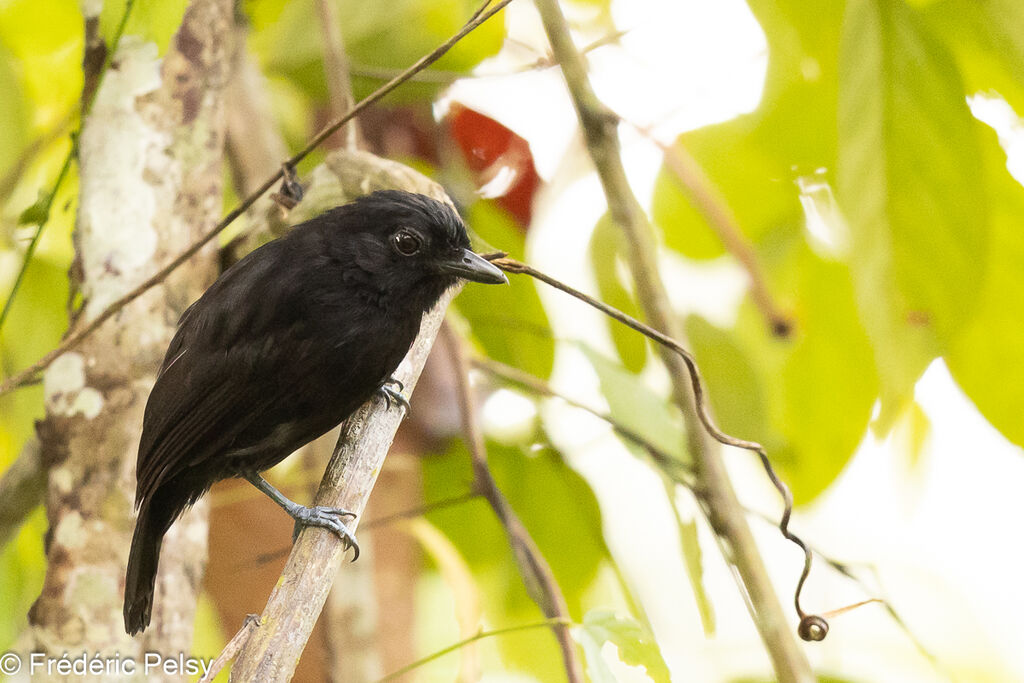 Black Antshrike male