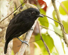 Black Antshrike