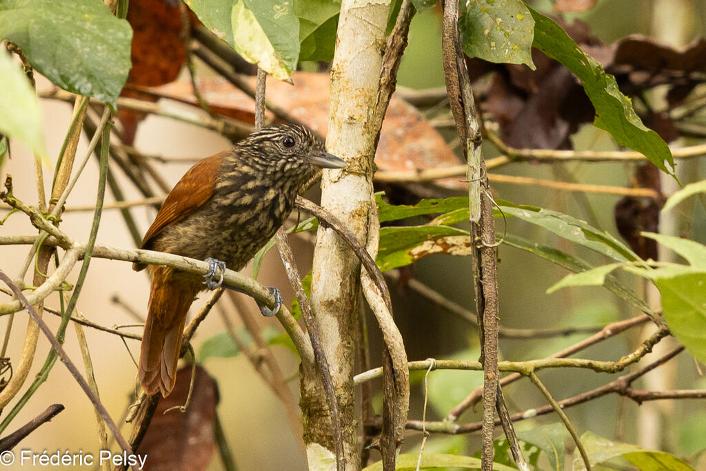 Black Antshrike female