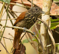 Black Antshrike