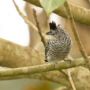 Barred Antshrike