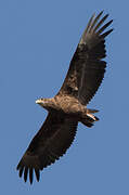 Bateleur des savanes