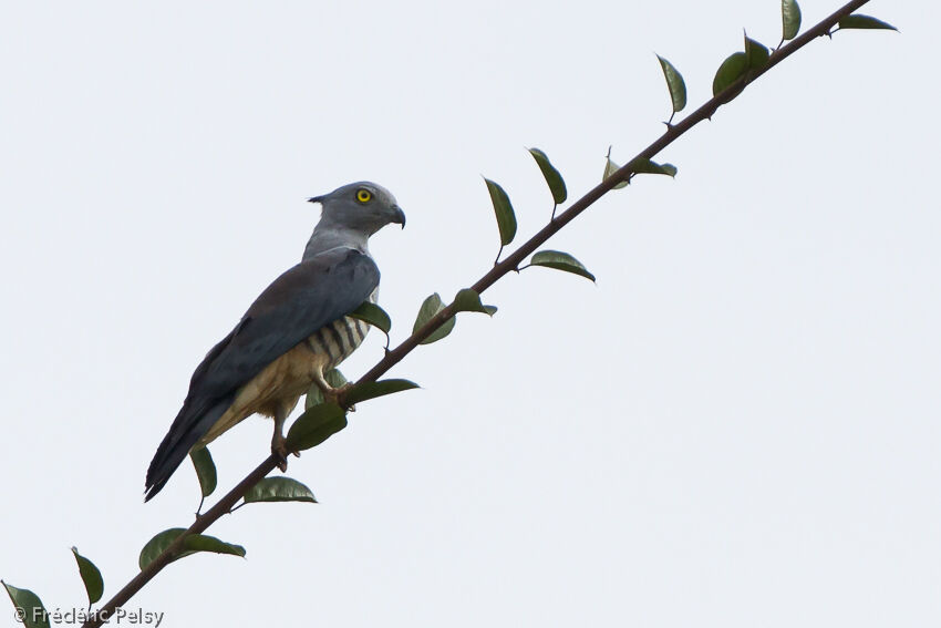 Pacific Bazaadult