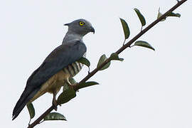 Pacific Baza