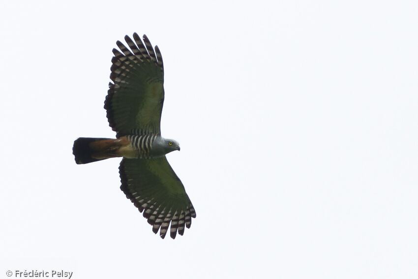 Pacific Bazaadult