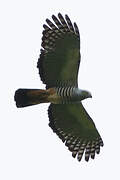 Pacific Baza