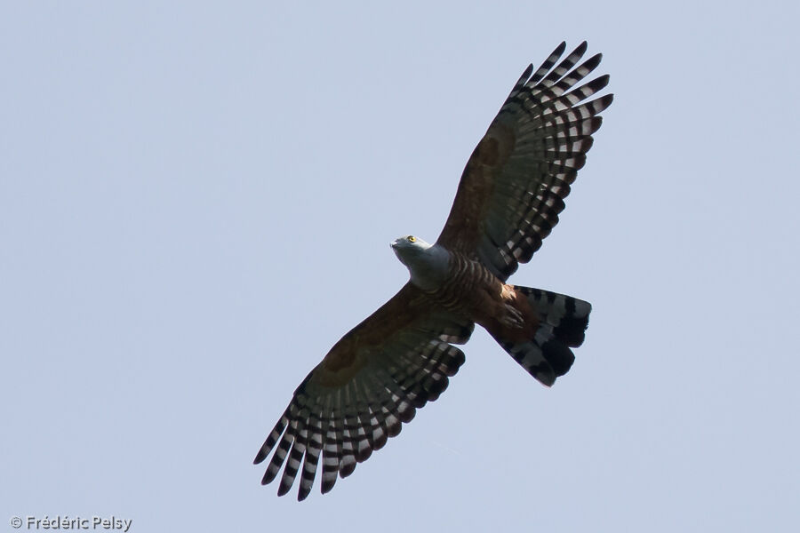 Pacific Baza, Flight