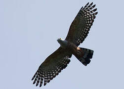 Pacific Baza