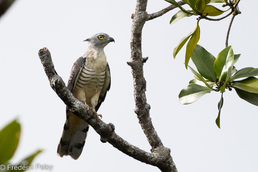 Pacific Baza