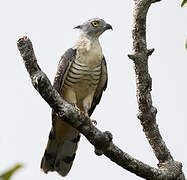 Pacific Baza