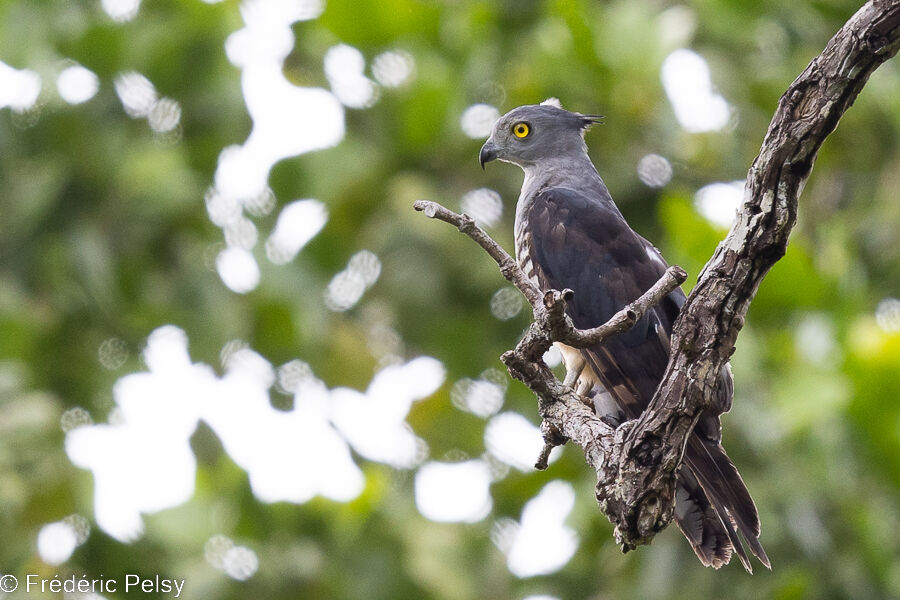 Pacific Baza