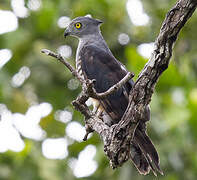 Pacific Baza