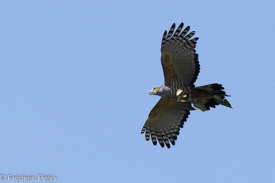 Pacific Baza