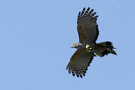 Pacific Baza