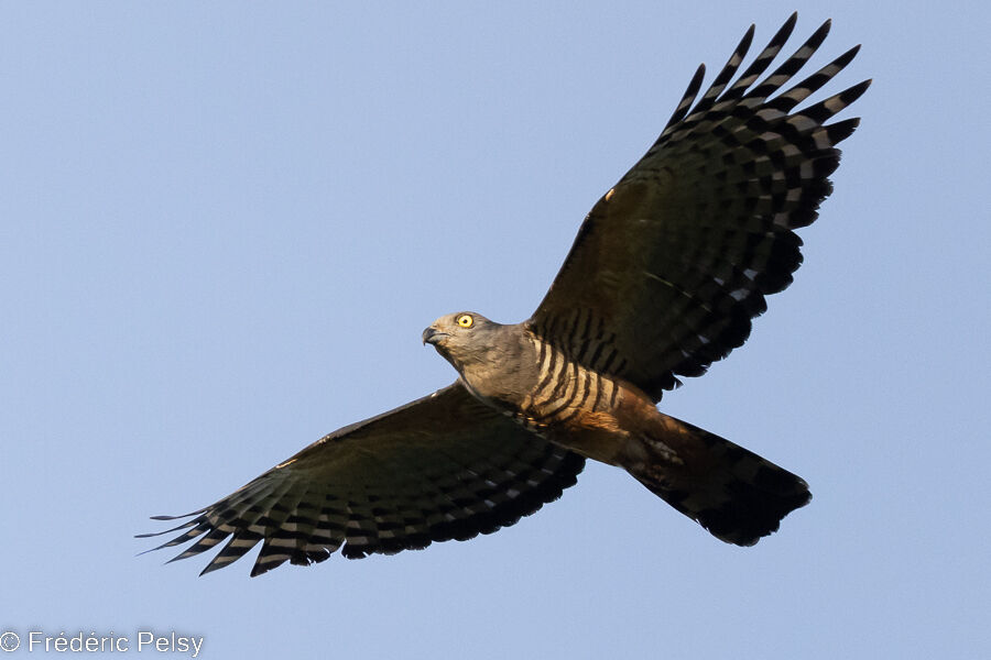 Pacific Baza