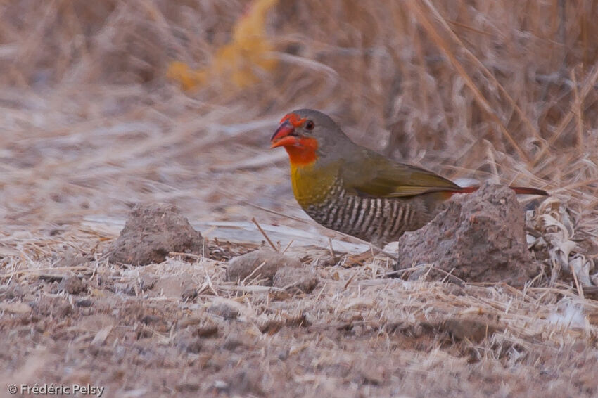 Green-winged Pytilia male adult