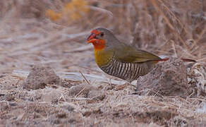 Green-winged Pytilia