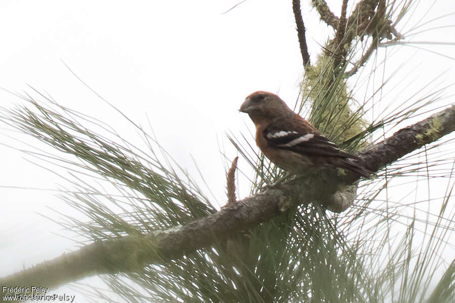 Hispaniolan Crossbill male adult, identification