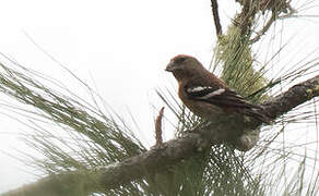 Hispaniolan Crossbill