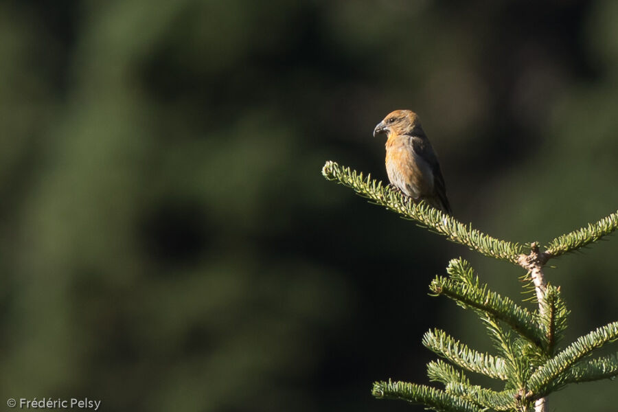 Bec-croisé des sapins mâle adulte