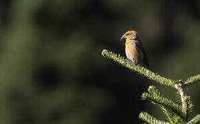 Red Crossbill