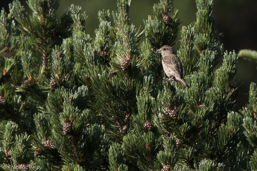 Red Crossbilljuvenile