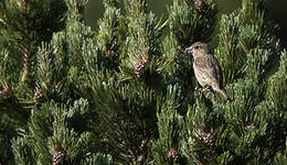 Bec-croisé des sapins