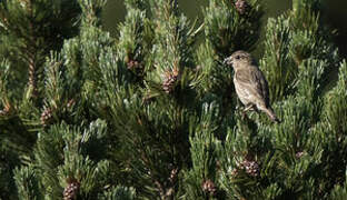 Red Crossbill