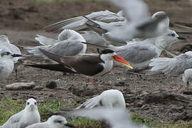 African Skimmer