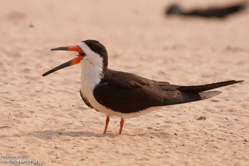 Black Skimmeradult, identification