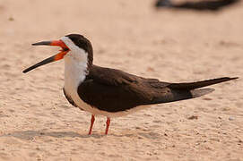 Black Skimmer