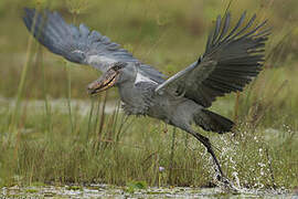 Shoebill