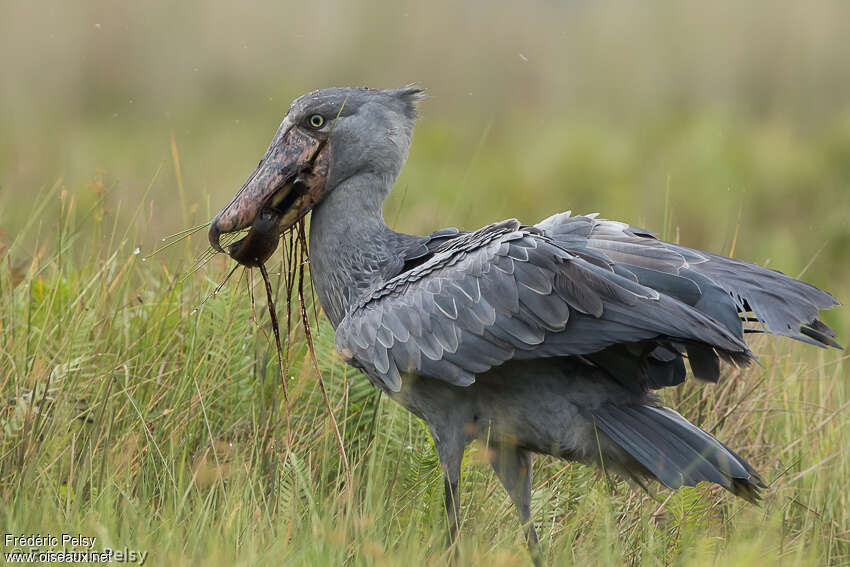 Shoebilladult, feeding habits