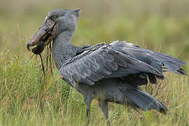 Shoebill