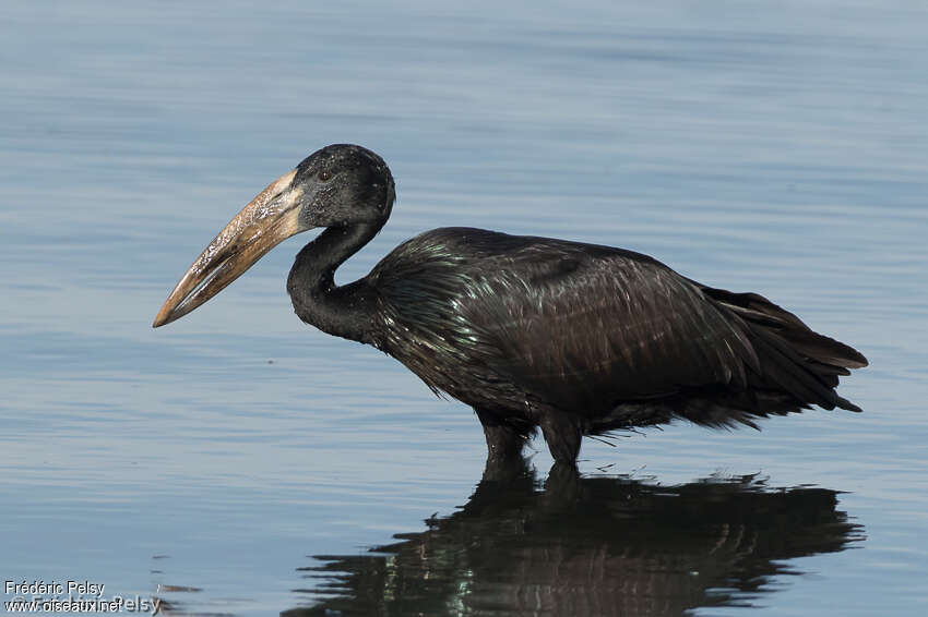 African Openbilladult, Behaviour