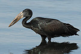 African Openbill