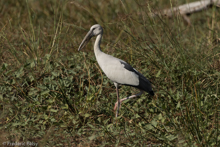 Asian Openbilladult post breeding, identification