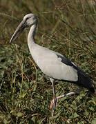 Asian Openbill