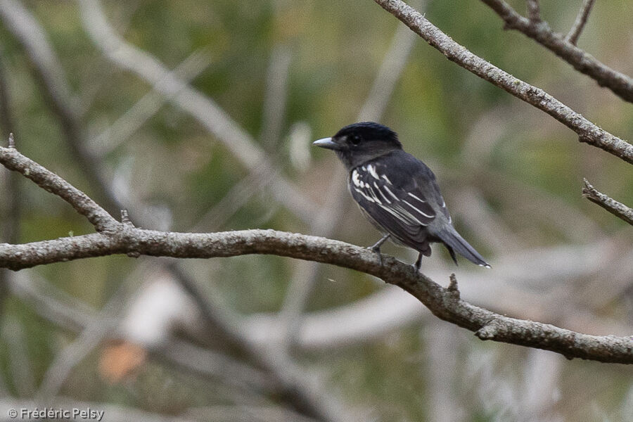 White-winged Becard