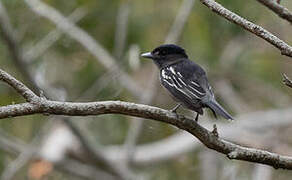 White-winged Becard