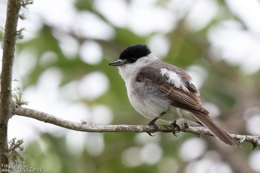 White-naped Xenopsarisadult, identification