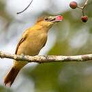 Bécarde cannelle