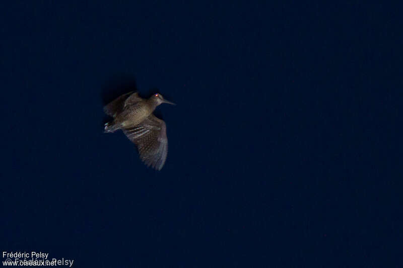 Bukidnon Woodcockadult, Flight, song