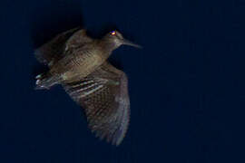 Bukidnon Woodcock