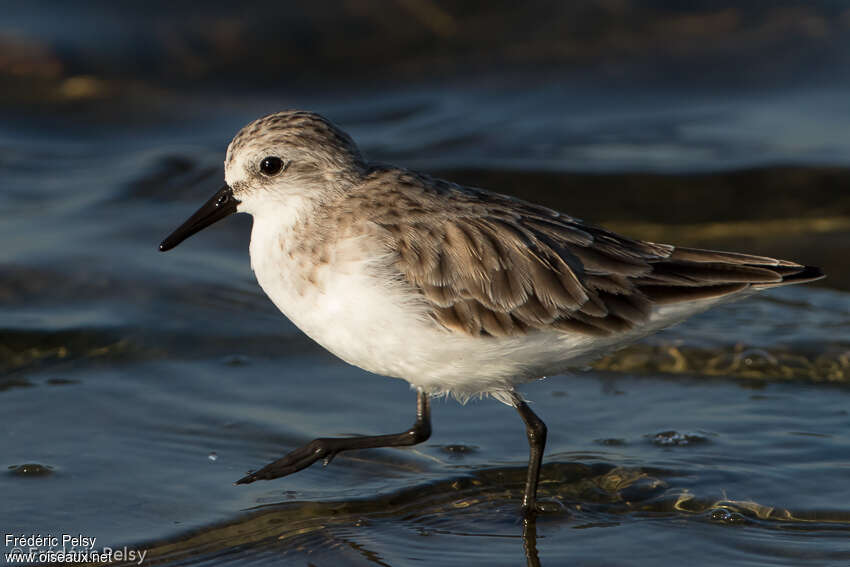 Red-necked Stintadult post breeding, identification