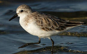 Red-necked Stint