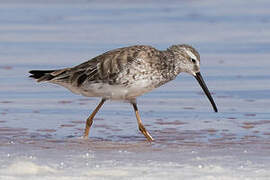 Stilt Sandpiper