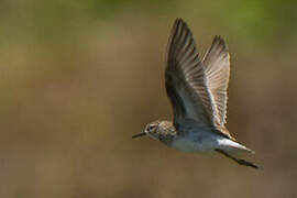 Long-toed Stint